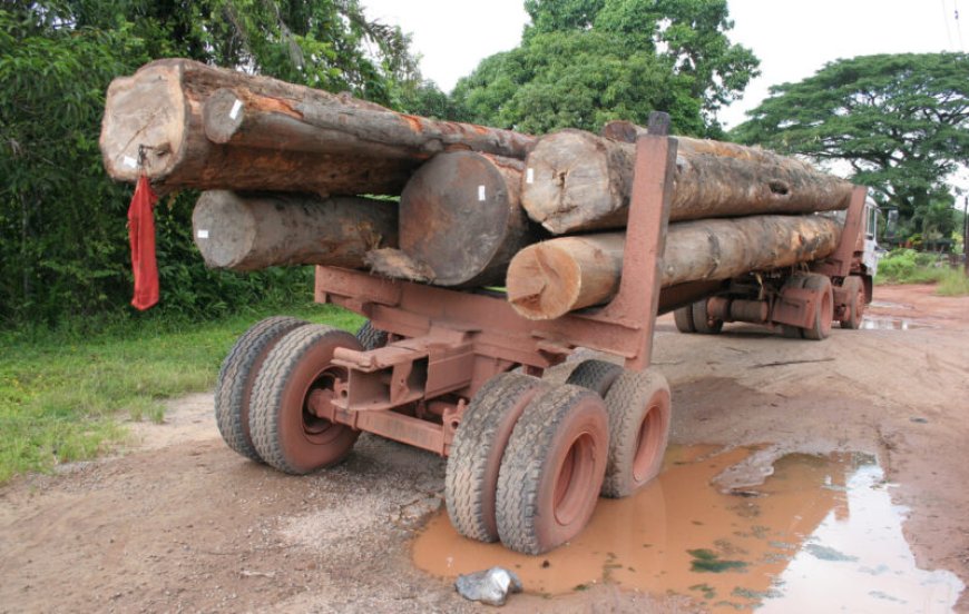 Weinig belangstelling bij houtindustrie voor internationale certificering
