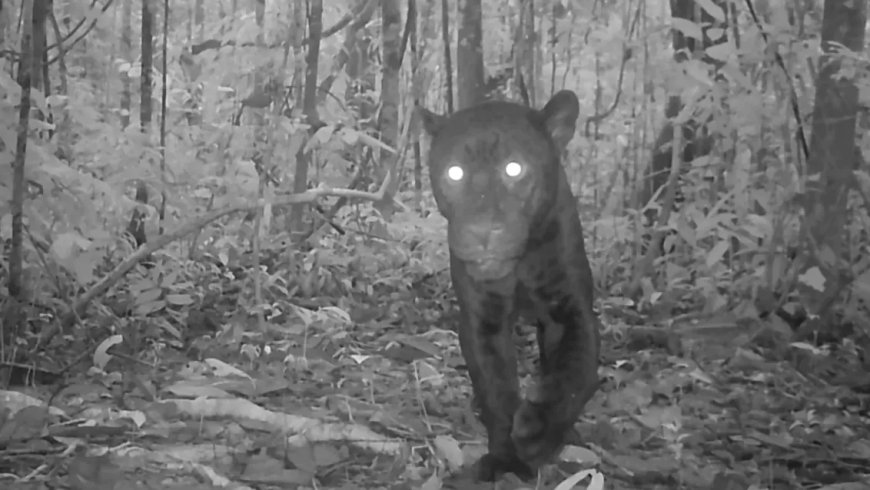Zwarte jaguar gespot in Amazonegebied Ecuador
