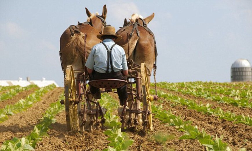 Grootschalige ontbossing in Suriname door gebrek aan handhaving