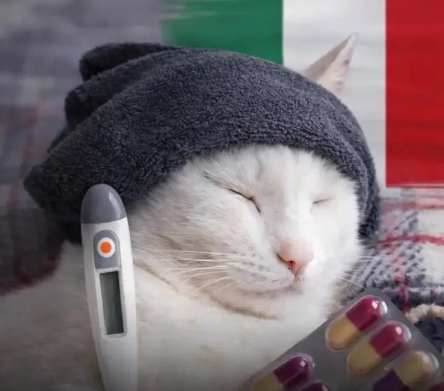 Opmerkelijk – In Italië kan men betaald verlof nemen als huisdier ziek is