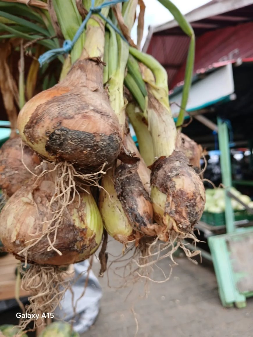 Bijzondere ontwikkeling in Nickerie: uienteelt trekt aandacht