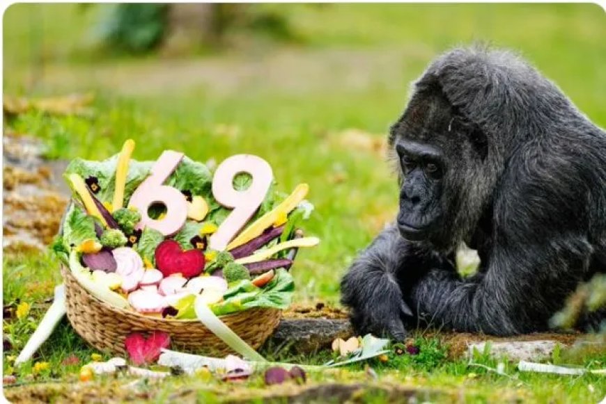 Oudste gorilla in gevangenschap wordt 69