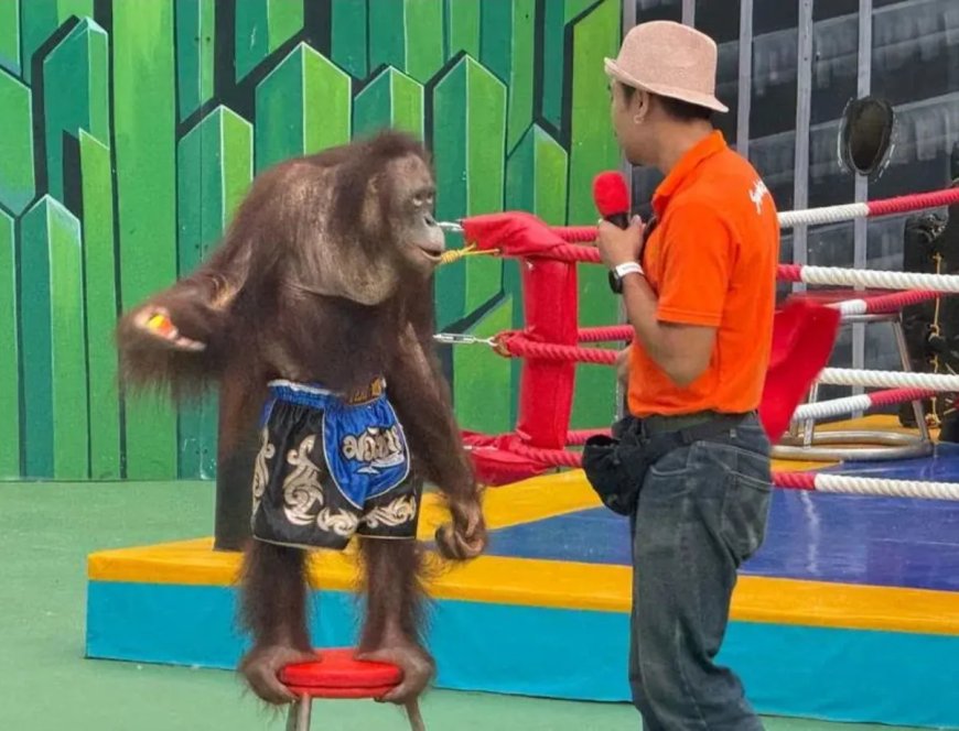 Orang-oetans gedwongen te boksen voor toeristen in Bangkok
