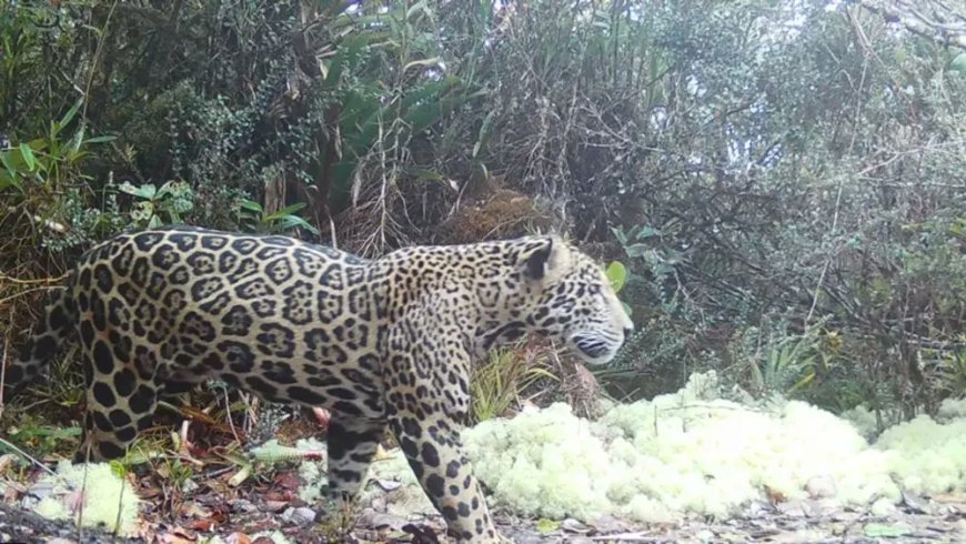 Zeldzame waarneming van ‘wolken jaguar’ in Honduras geeft hoop 