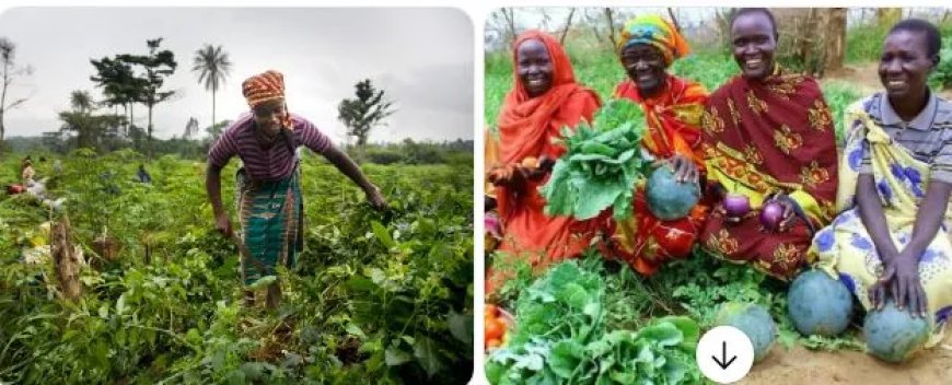 Kleine boeren kwetsbaar bij crises