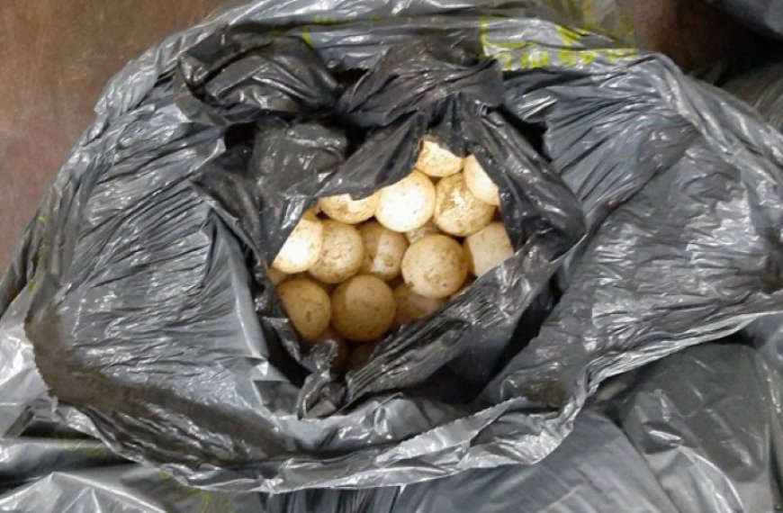 Illegale schildpadeieren onderschept bij controlepost