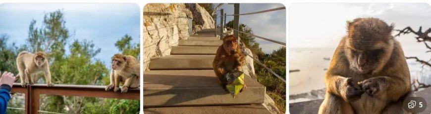 Apen eten aarde door invloed van toeristen