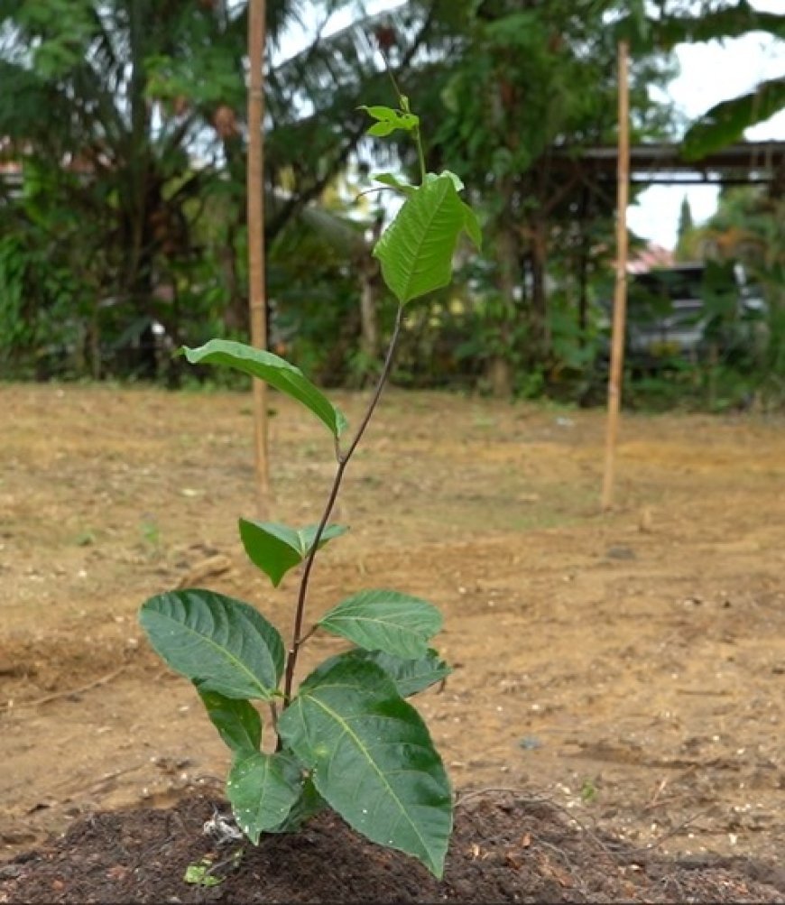 Markoesa-project in Saramacca moet landbouwproductie en inkomens versterken