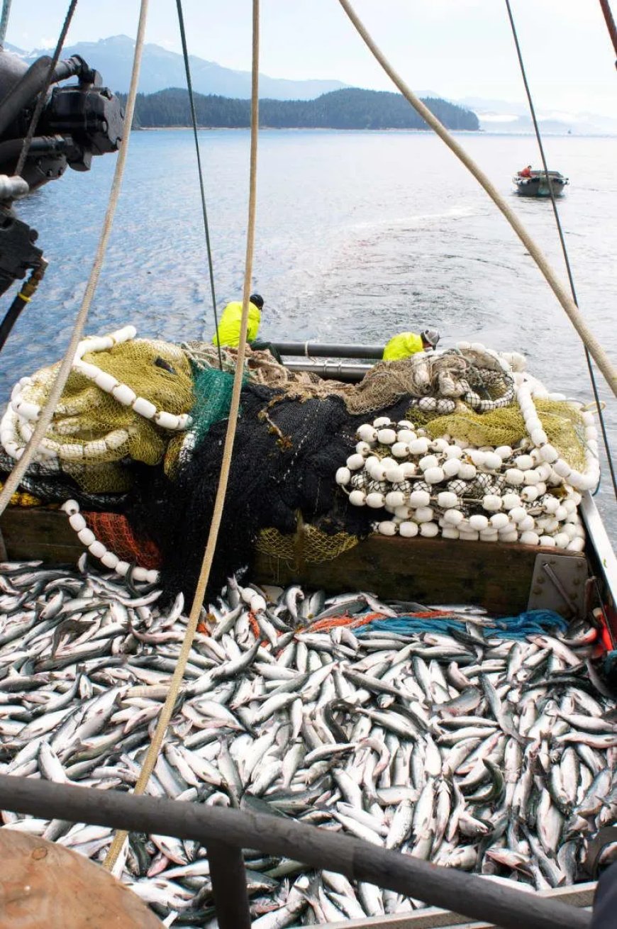 Ze hebben het net niet begrepen – toezichthouders vissen achter het net  