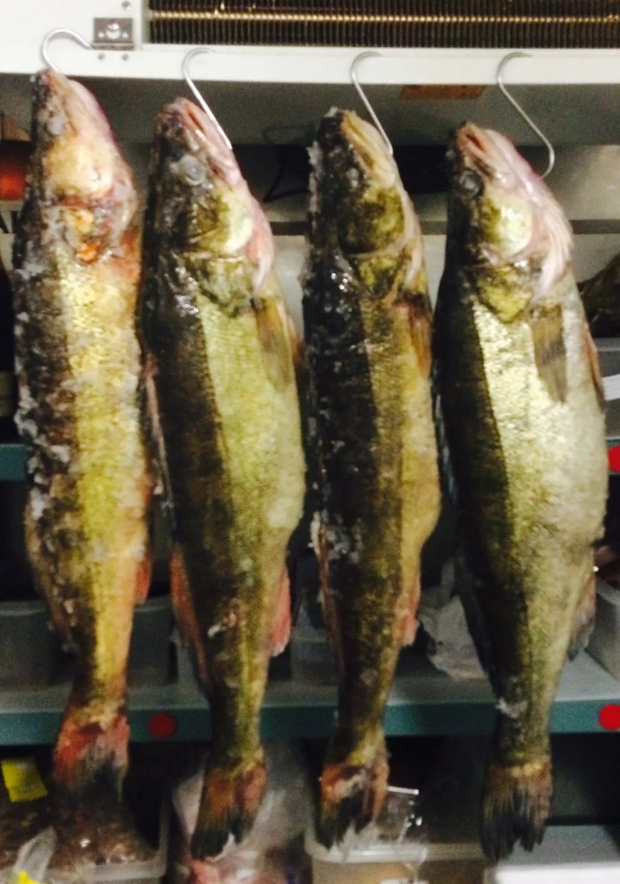 Chaos bij VKI: “De vangst is bedorven door de oppas”