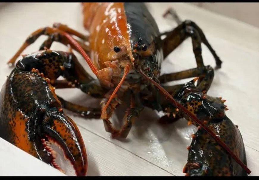 Extreem zeldzame tweekleurige kreeft gevangen