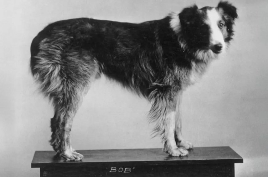 WIST U DAT: In 1923 Bobbie the Wonder Dog de 4000 km lange weg terug naar huis vond?