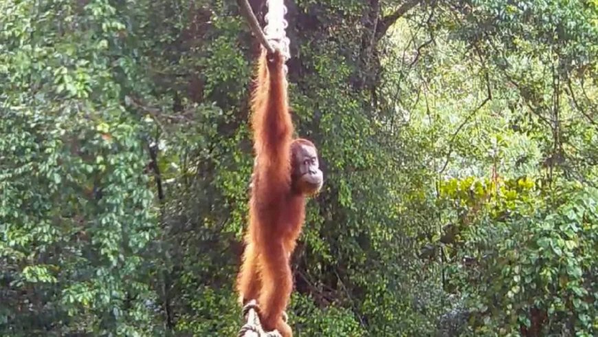 Opmerkelijk – Orang-oetan loopt op boombrug over drukke weg Sumatra