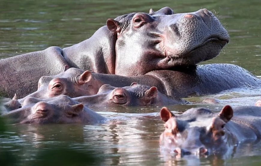 Ambani biedt opvang voor Escobar-nijlpaarden om afschot te voorkomen