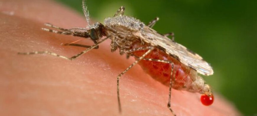 Suriname moet waakzaam blijven ondanks malariavrije status
