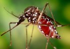 Raghoenandan: beloofde chikungunya-bespuitingen blijven uit in Nickerie