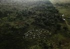 Veranderende consumptiegewoonten in China kunnen Amazone-regenwoud beschermen