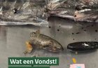 ZO LEK ALS EEN MANDJE