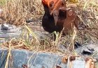 Suriname ontdekt mysterieuze habitat van koelkasten in trenzen