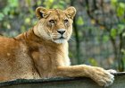 Bezoeker klimt leeuwenverblijf Duitse dierentuin in en geeft dieren goulash
