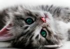 Poes ernstig mishandeld: politie roept op video niet te verspreiden