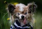 Opmerkelijk – Frans hondje Lazare is met 31 jaar mogelijk oudste levende hond ter wereld