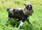 Opmerkelijk – Robotwolven in Japan in strijd boeren tegen beren en herten