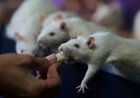 Opmerkelijk – Argentijnse organisatie redt laboratoriumratten van de dood