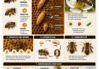 LVV benadrukt belang van bijen voor voedselzekerheid en natuur