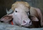 Zeldzame 'Donald Trump'-buffel uit Bangladesh wordt sensatie rond Eid