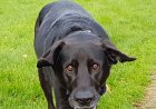 Emotionele veranderingen bij oudere honden