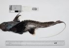 Recordaantal nieuwe zeedieren ontdekt in diepe oceanen