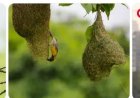 Vrouw leeft tussen 150 vogelsoorten midden in miljoenenstad