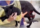 Puppy met zeldzame afwijking gered na operatie