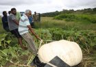 Boer kweekt reusachtige pompoen van 600 pond