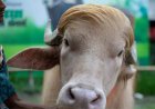 Viraal fenomeen redt 'Trump'-buffel van slacht in Bangladesh