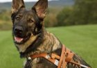 Duitse herders waren de eerste geleidehonden