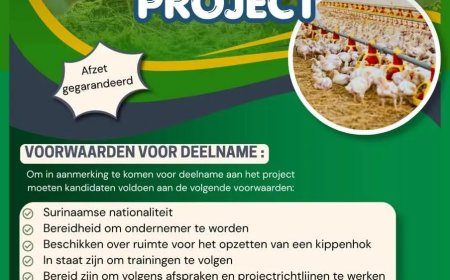 LVV lanceert kippenteeltproject: afzet ondernemers gegarandeerd