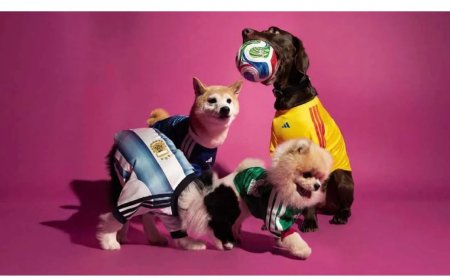 Honden in WK-stijl: Adidas lanceert voetbalshirts voor huisdieren