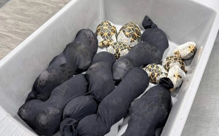 Opmerkelijk – Vrouw opgepakt op luchthaven Bangkok met dertig schildpadden op lichaam geplakt