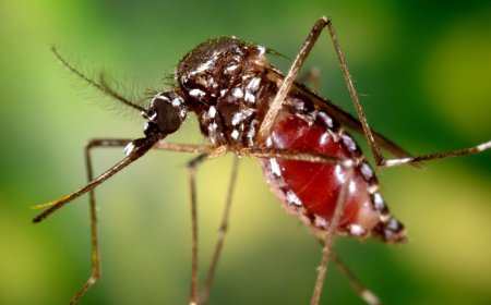 Raghoenandan: beloofde chikungunya-bespuitingen blijven uit in Nickerie