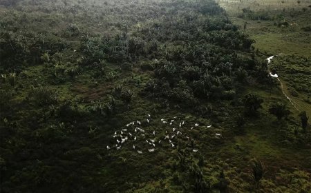 Veranderende consumptiegewoonten in China kunnen Amazone-regenwoud beschermen