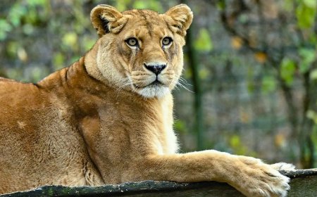 Bezoeker klimt leeuwenverblijf Duitse dierentuin in en geeft dieren goulash