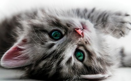 Poes ernstig mishandeld: politie roept op video niet te verspreiden