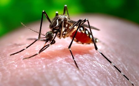 Chikungunyavaccin geadviseerd voor reizen naar Suriname