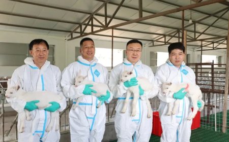 Opmerkelijk – China slaagt erin om in grote aantallen superproductieve melkgeiten te klonen