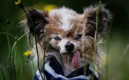 Opmerkelijk – Frans hondje Lazare is met 31 jaar mogelijk oudste levende hond ter wereld