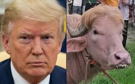 WIST U DAT: Buffel in Bangladesh beroemd is op internet, omdat hij op Trump zou lijken?