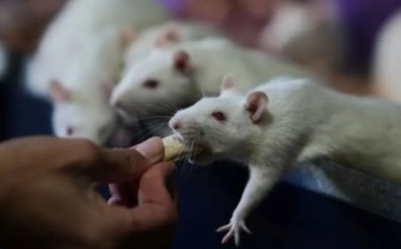Opmerkelijk – Argentijnse organisatie redt laboratoriumratten van de dood