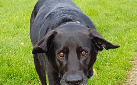Emotionele veranderingen bij oudere honden
